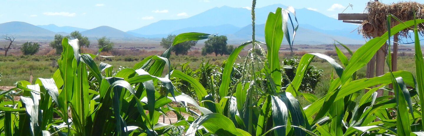 Keepseagle Fast-Track Grant Program