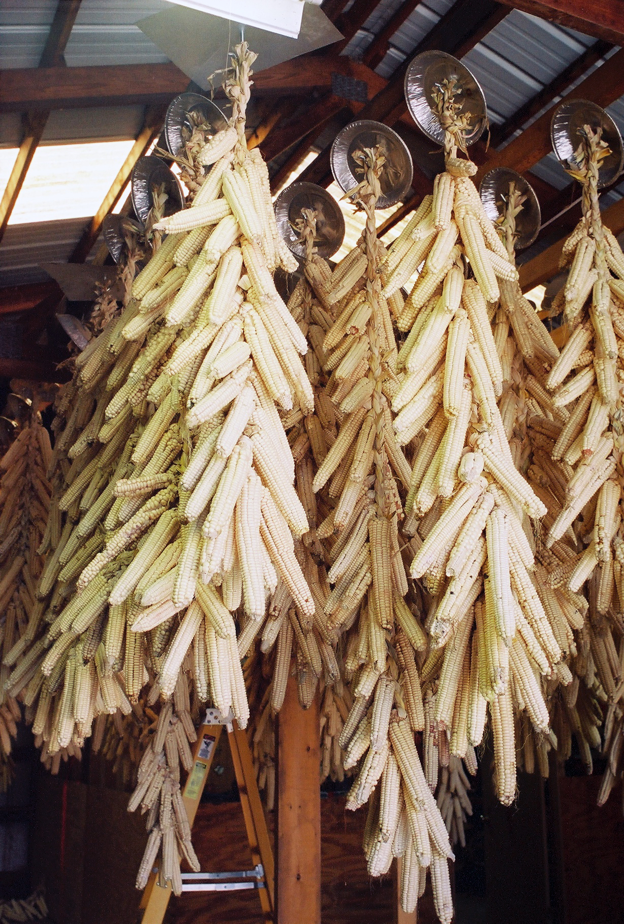 Assets for the Future: Saving for the Seventh Generation