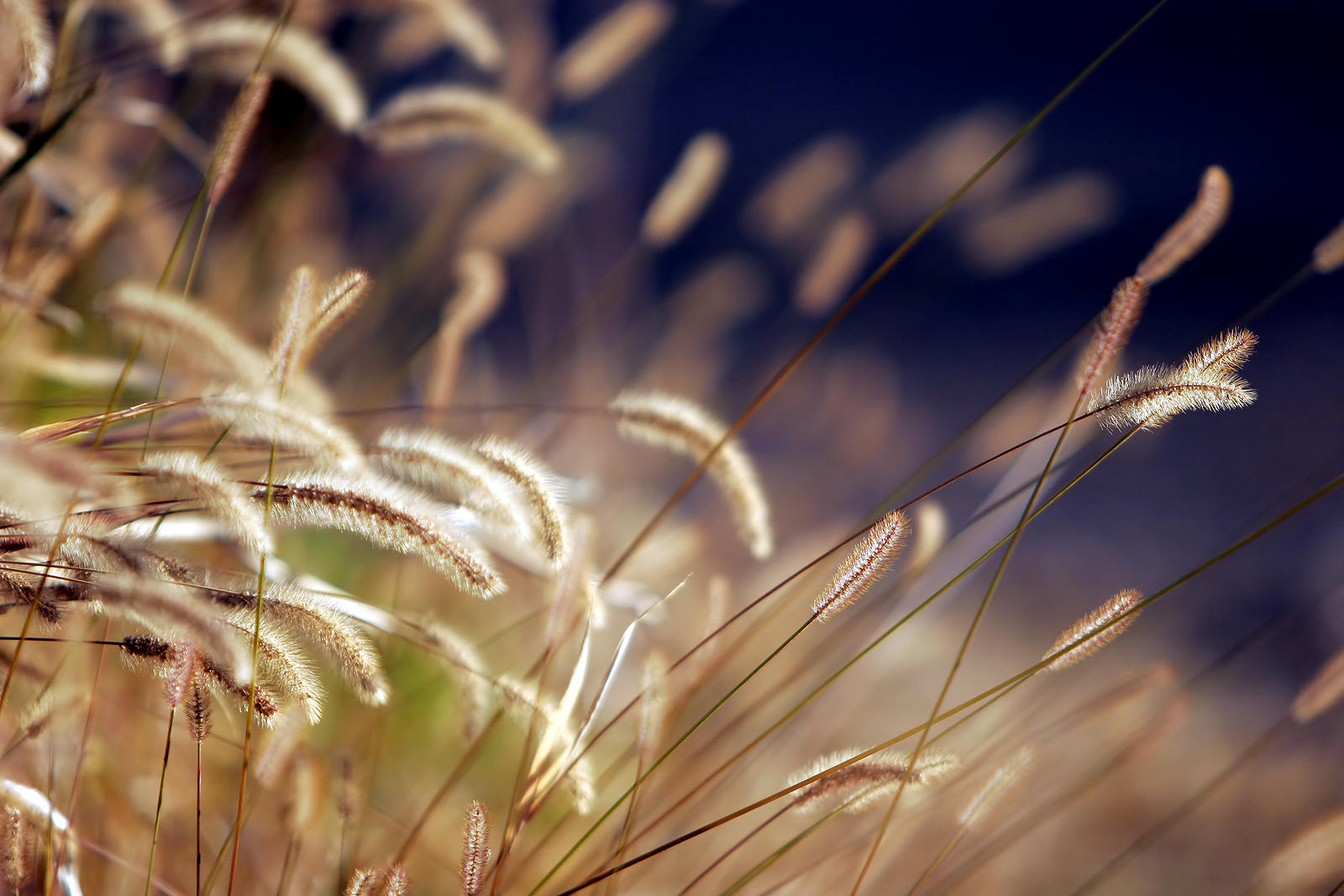 Fertile Ground Advocacy Campaign / Policy Innovation Fund