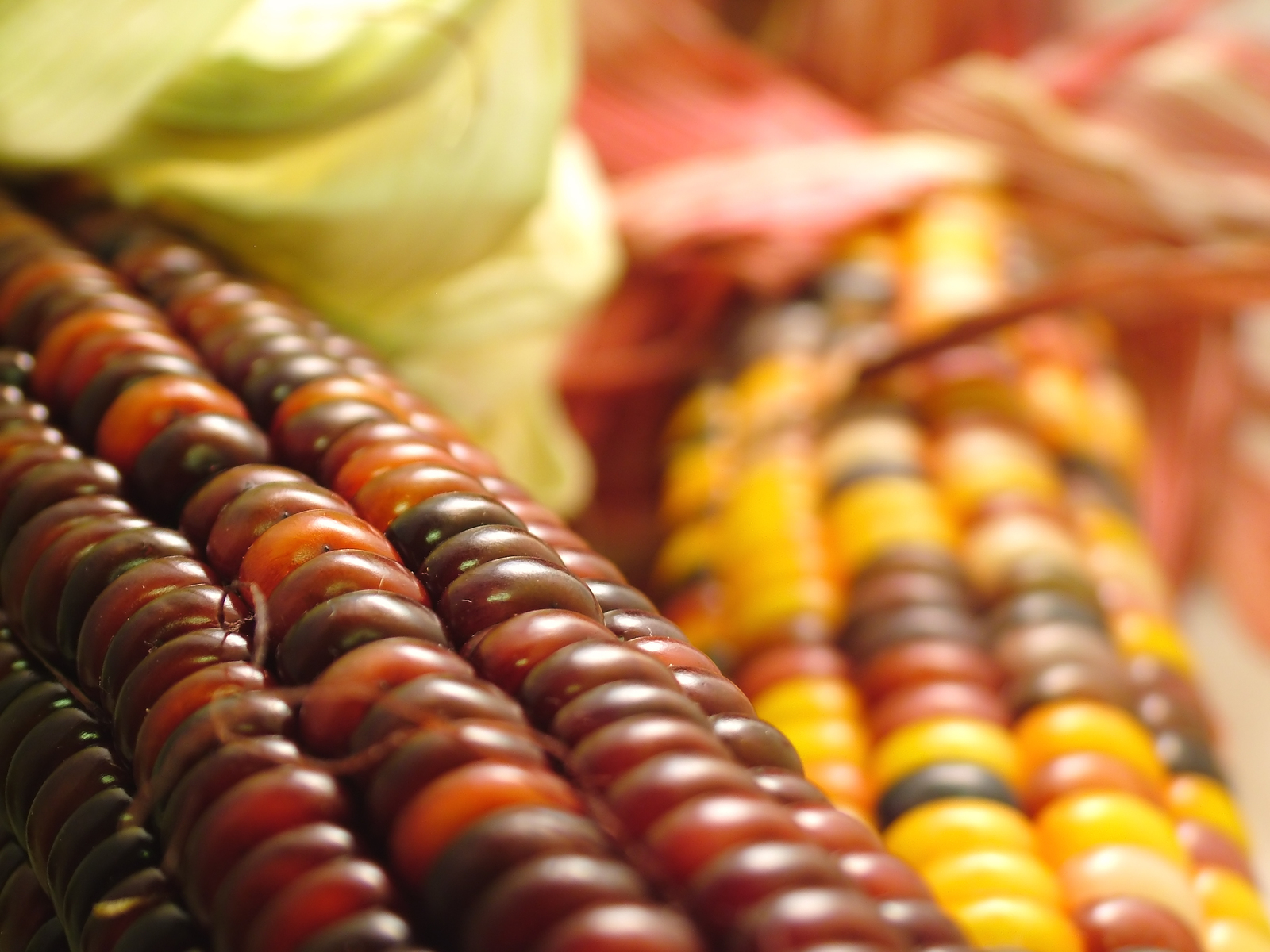 Bishop Paiute Expands Nutrition Education