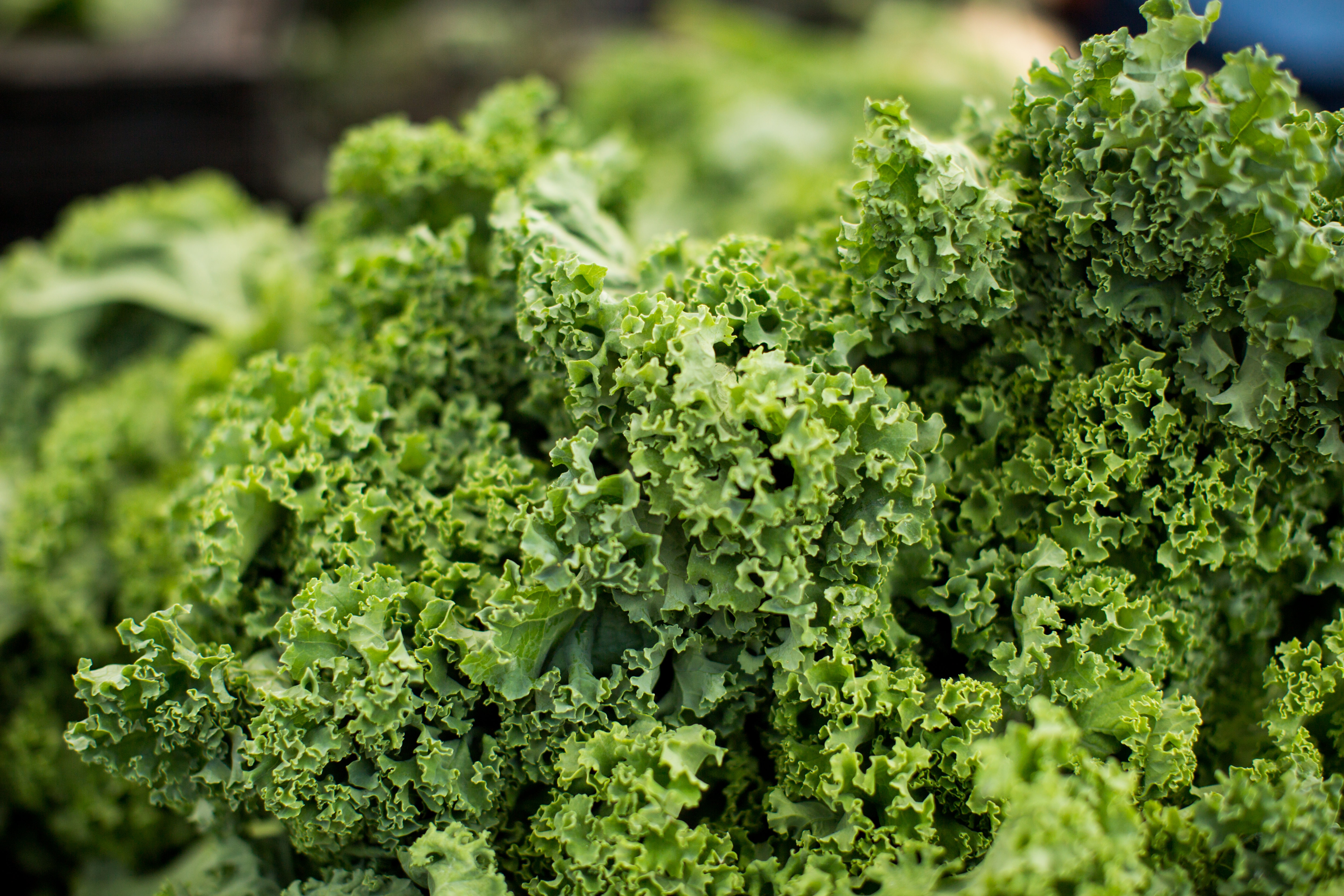 Wild Gitigan Salad