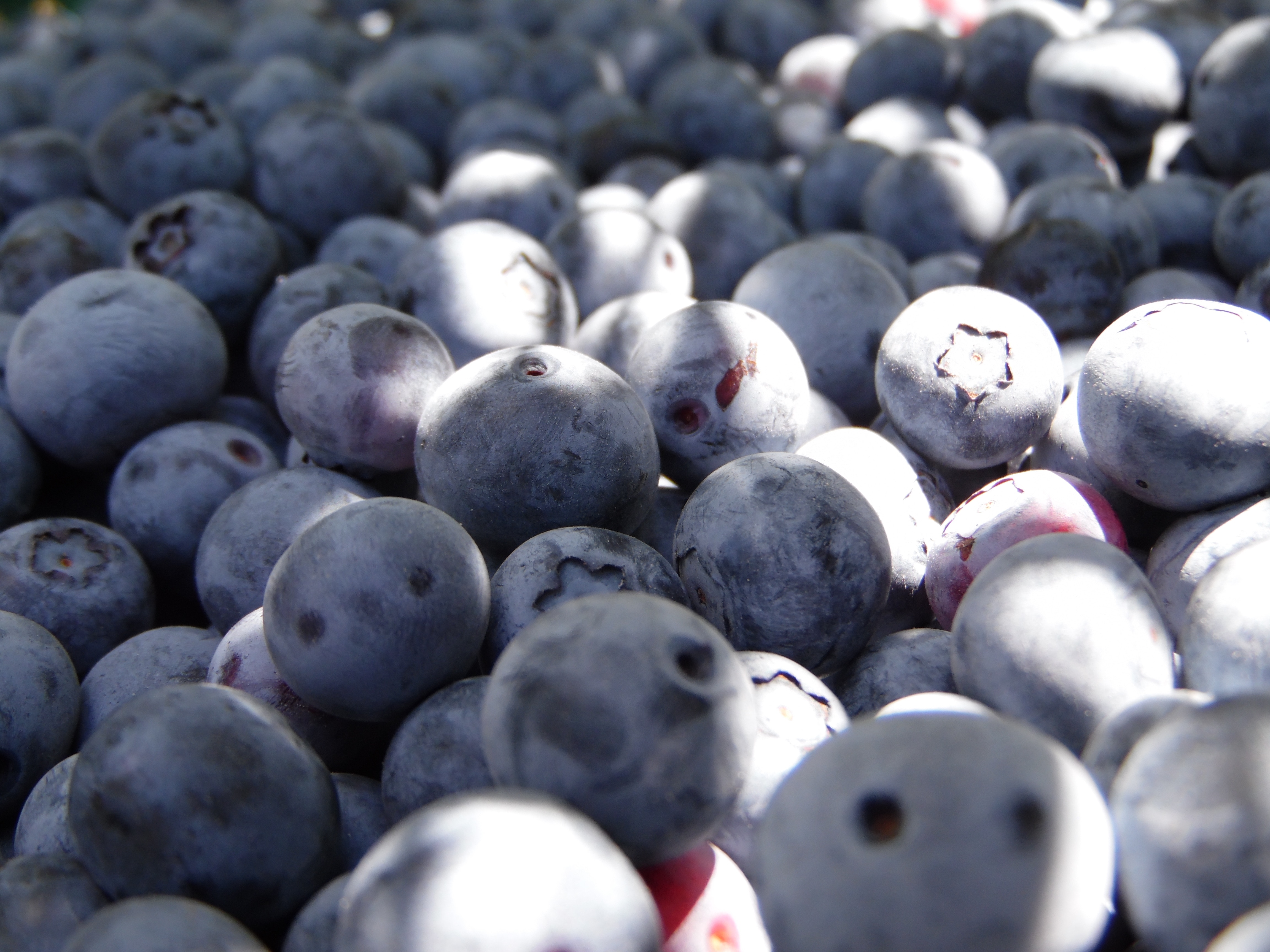 Dried Berries