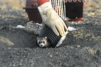 Tribal Stewardship in the Northern Great Plains