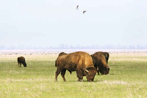 American Buffalo Restoration on Tribal Lands in Montana and Wyoming