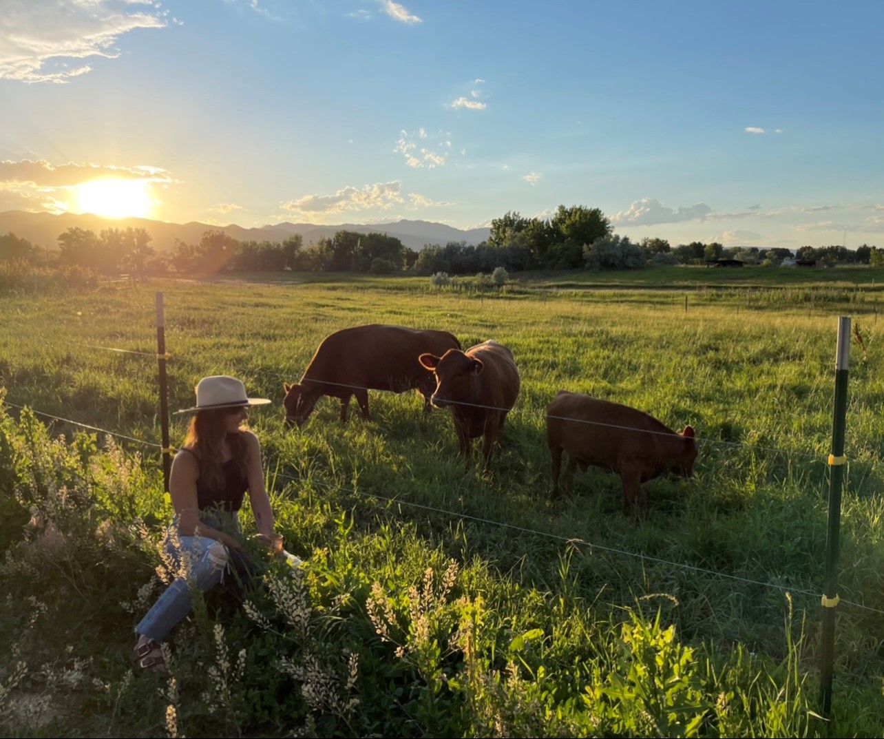 Emery and cows