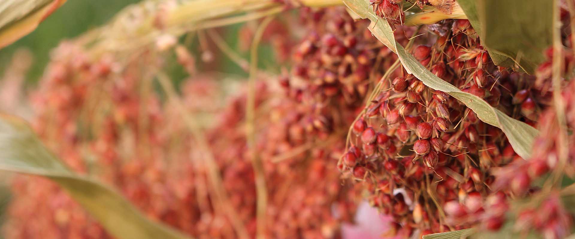 Native Nutrition Policy