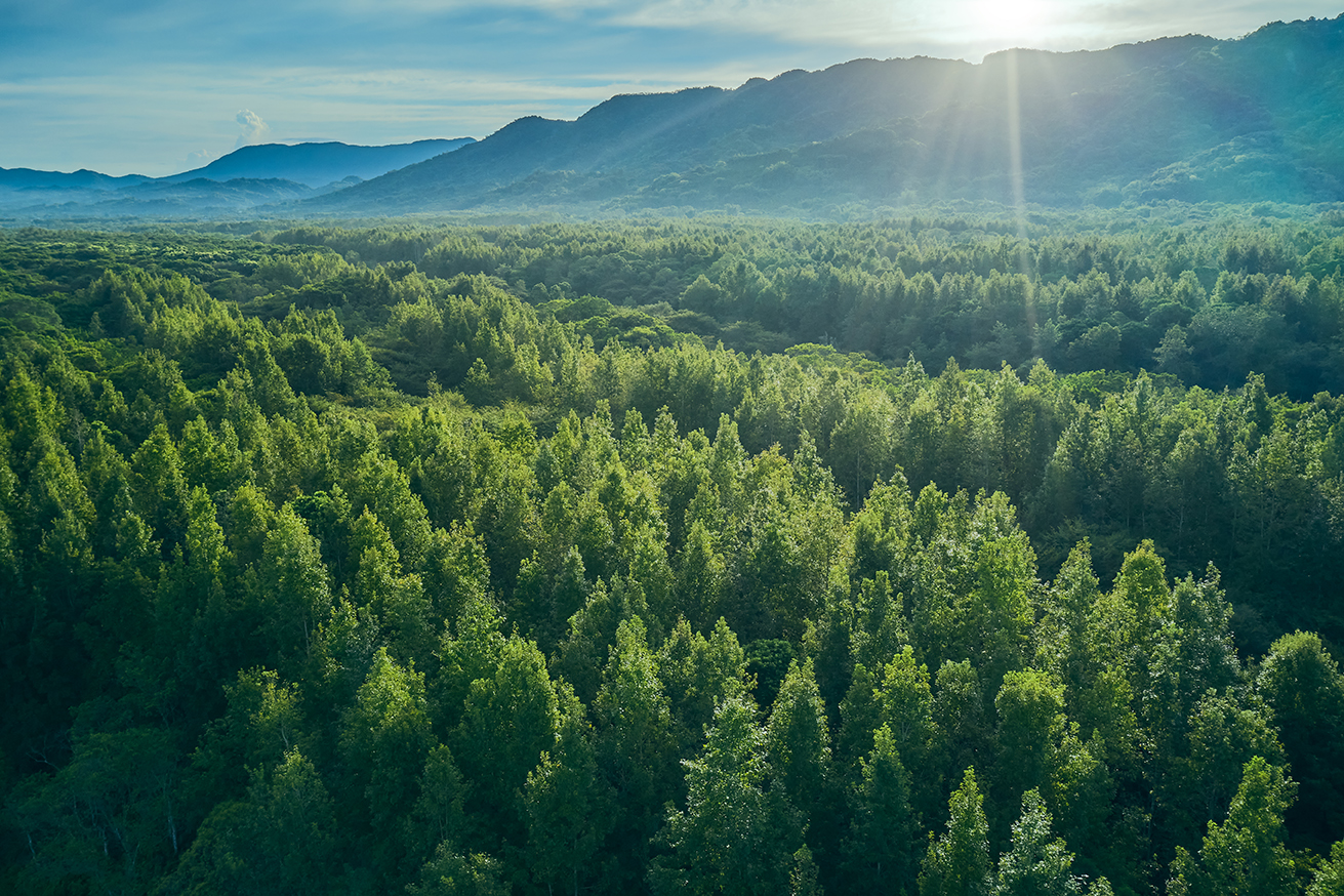 Fortifying Our Forests