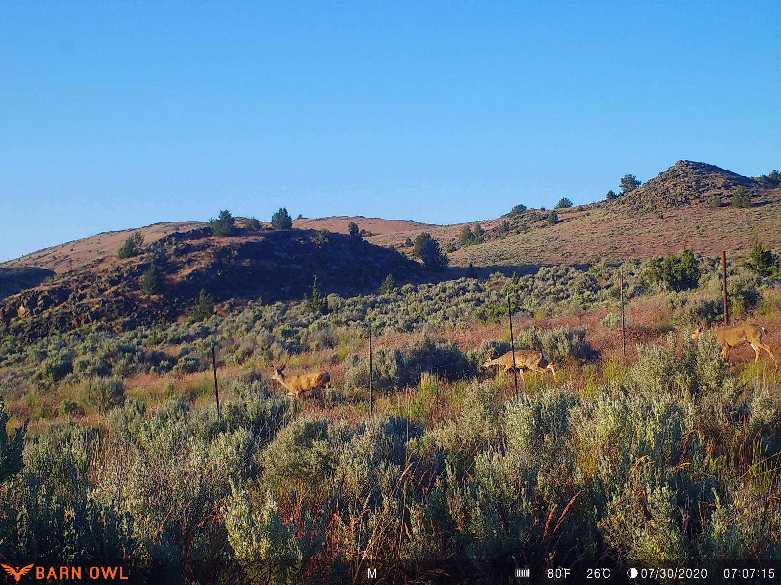 The Modoc Nation Swings for the Fences to Create Safe Passage for Migratory Deer