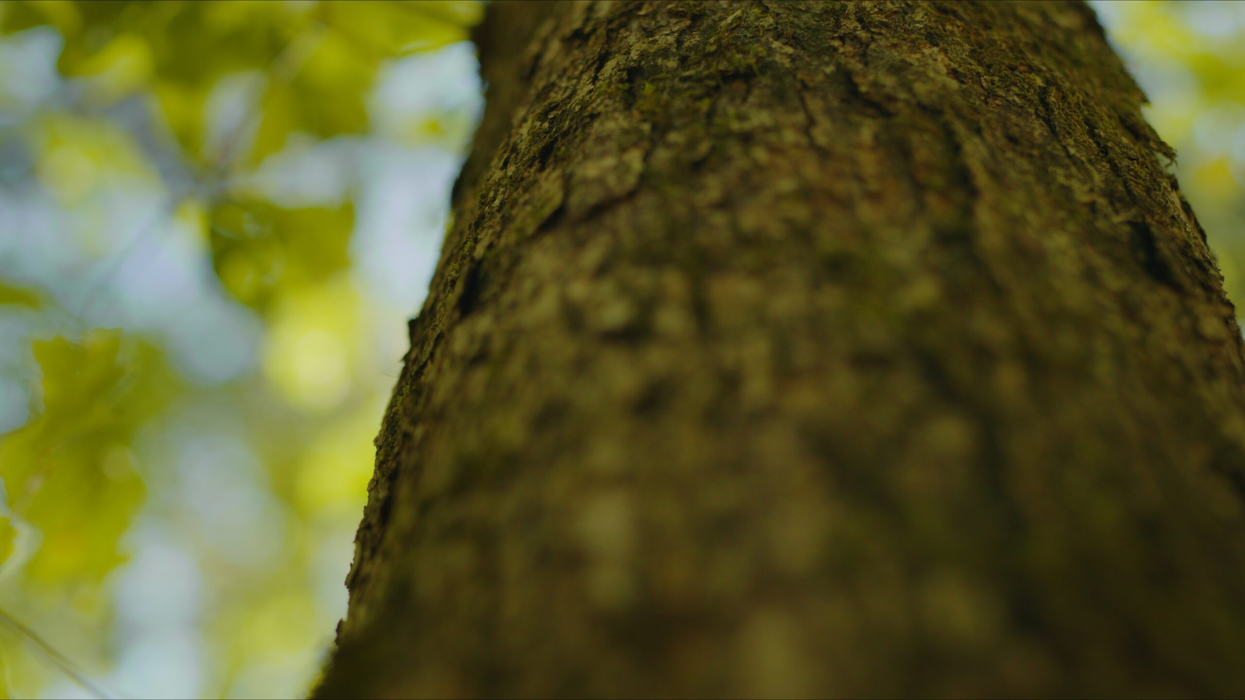 Environmental Sovereignty and Justice