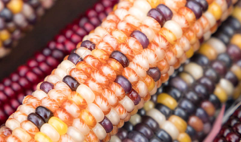 Native Food Sovereignty