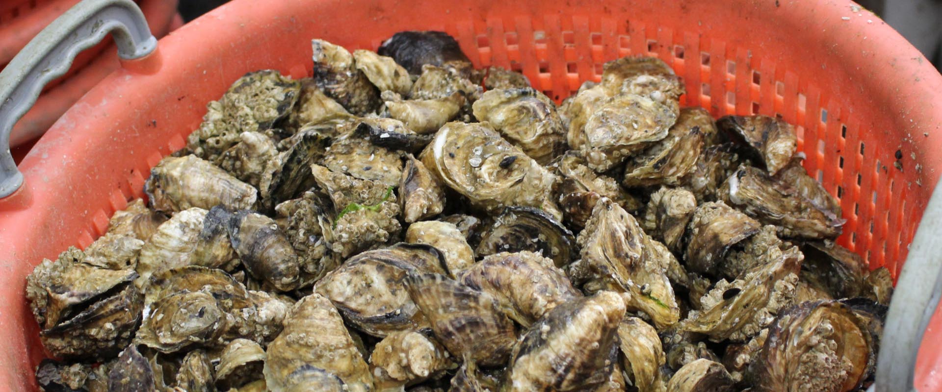 Native Food Economies