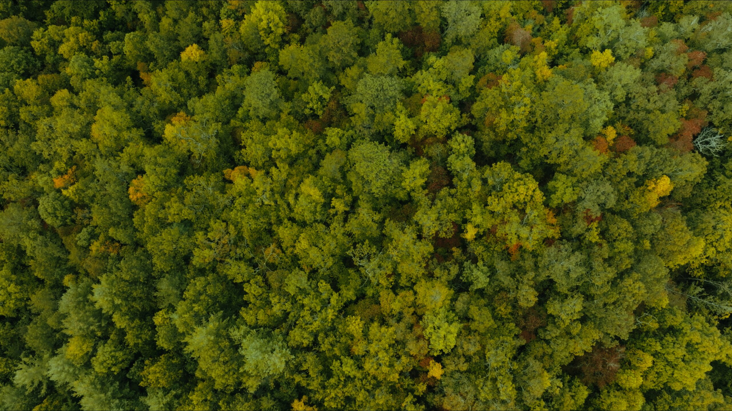 Growing Tribal Economies Through Forest Market Innovations