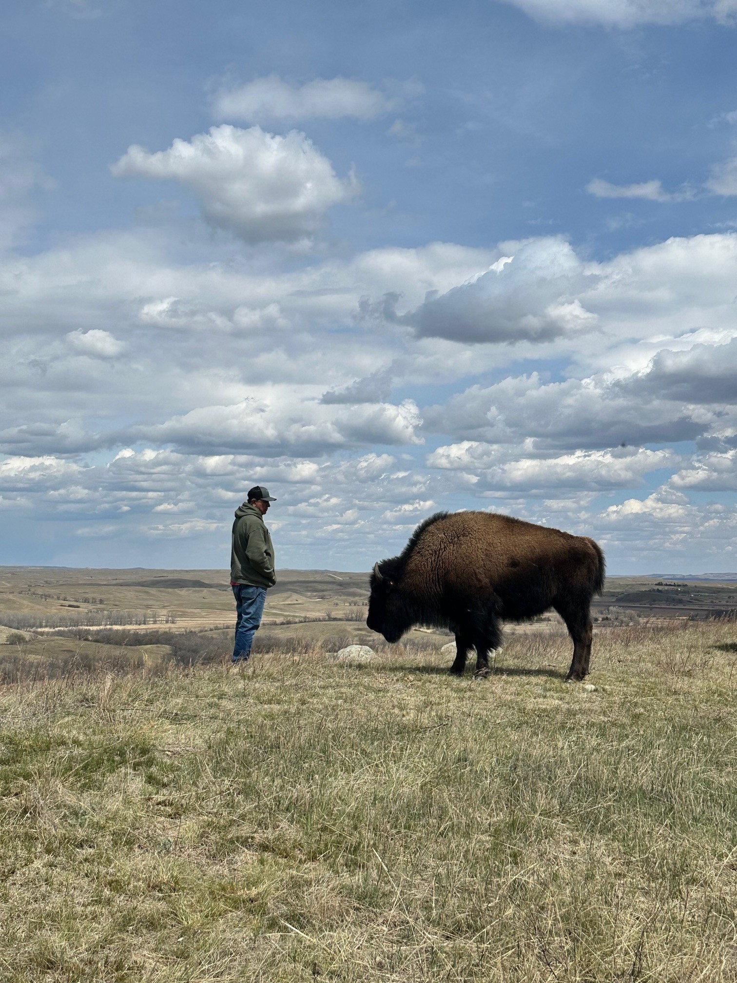 Restoring Buffalo, Restoring Balance on the Northern Great Plains