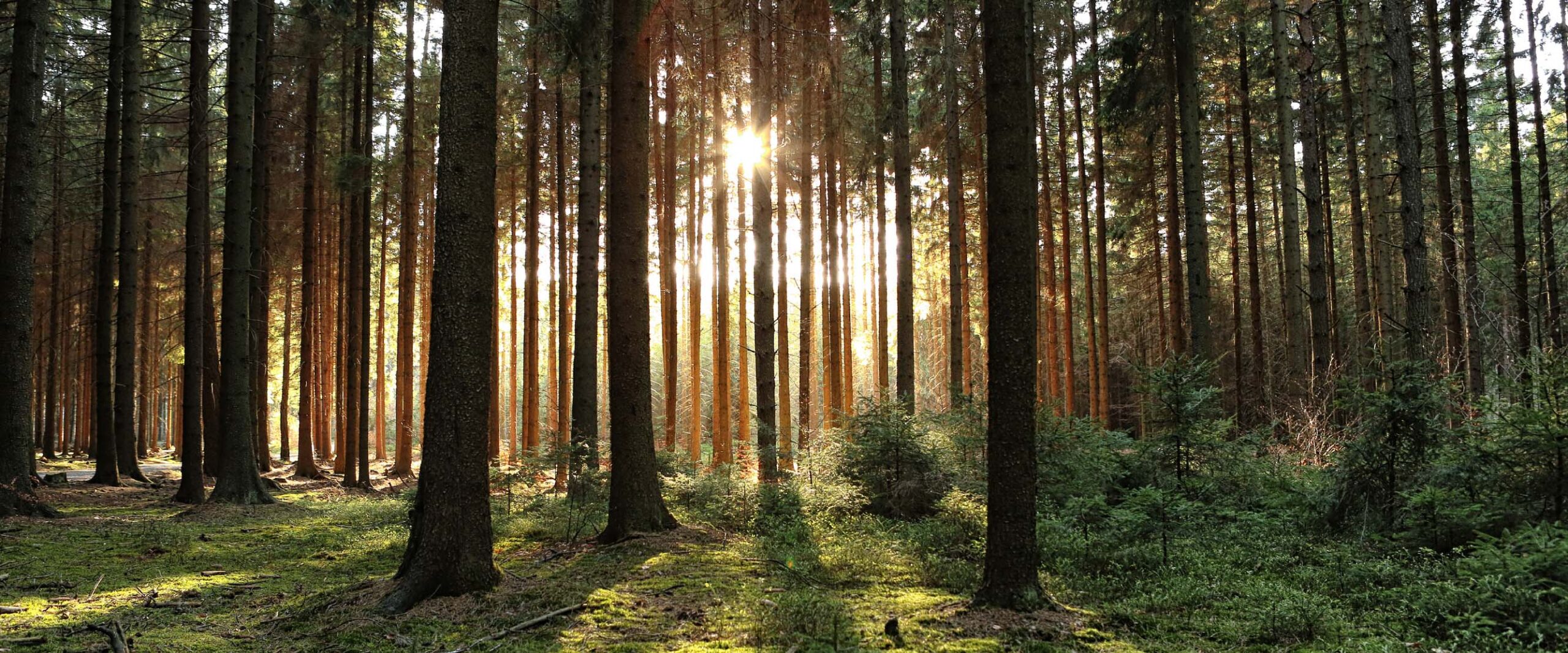 Indigenous Stewardship of National Forests Case Study Report