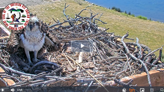 Spotlight: Southern Ute Indian Tribe’s Osprey Cam Educates and Engages