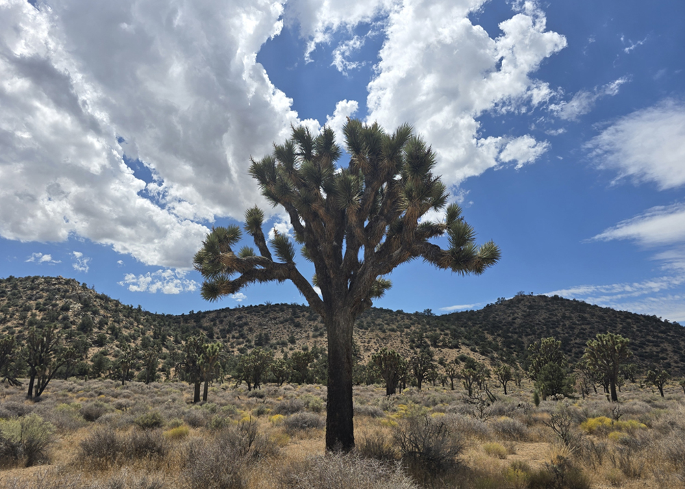 Western Joshua Tree Habitat to be Co-Managed by California Tribes ...